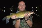 Yellow Catfish