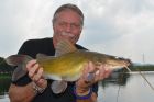 Yellow Catfish