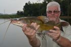 Yellow Catfish