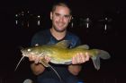 Yellow Catfish