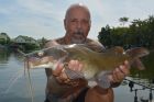 Yellow Catfish