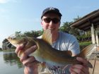 Yellow Catfish