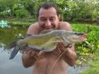 Yellow Catfish