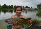 Yellow Catfish