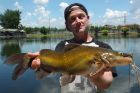 Yellow Catfish