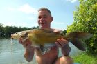 Yellow Catfish