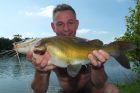 Yellow Catfish