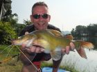 Yellow Catfish
