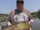 Yellow Catfish
