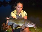Yellow Catfish