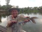 Yellow Catfish
