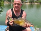 Yellow Catfish