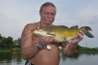 Yellow Catfish