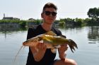 Yellow Catfish
