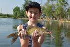 Yellow Catfish