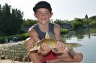 Yellow Catfish