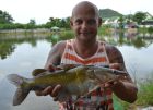 Yellow Catfish