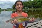 Yellow Catfish