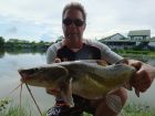Yellow Catfish