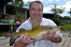 Yellow Catfish