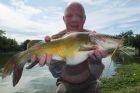 Yellow Catfish