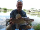 Yellow Catfish