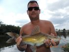 Yellow Catfish