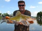 Yellow Catfish