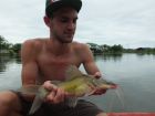 Yellow Catfish