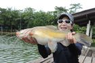 Yellow Catfish