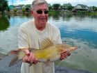 Yellow Catfish