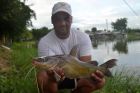 Yellow Catfish
