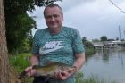 Yellow Catfish
