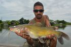 Yellow Catfish