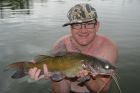Yellow Catfish