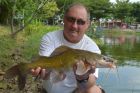 Yellow Catfish