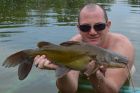 Yellow Catfish