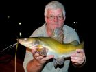 Yellow Catfish