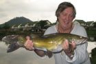 Yellow Catfish
