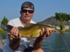 Yellow Catfish