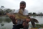 Yellow Catfish