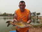 Yellow Catfish