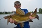 Yellow Catfish