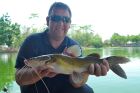 Yellow Catfish