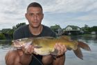 Yellow Catfish