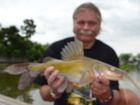 Yellow Catfish