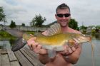 Yellow Catfish