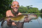Yellow Catfish