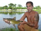 Yellow Catfish