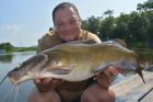 Yellow Catfish